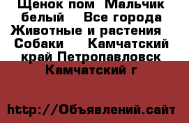 Щенок пом. Мальчик белый  - Все города Животные и растения » Собаки   . Камчатский край,Петропавловск-Камчатский г.